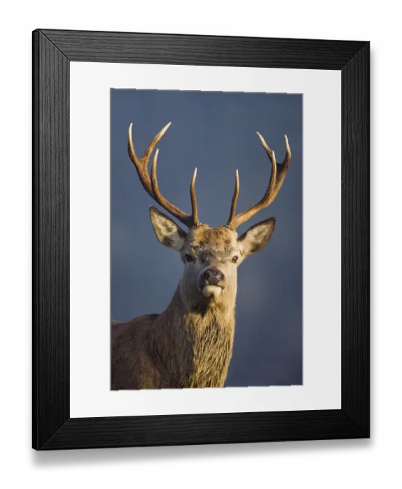 Framed Print : Red deer (Cervus elaphus) stag, portrait, captive, Bushy Park, Surrey, England, October Framed Print : Red deer (Cervus elaphus) stag, portrait, captive, Bushy Park, Surrey, England, October