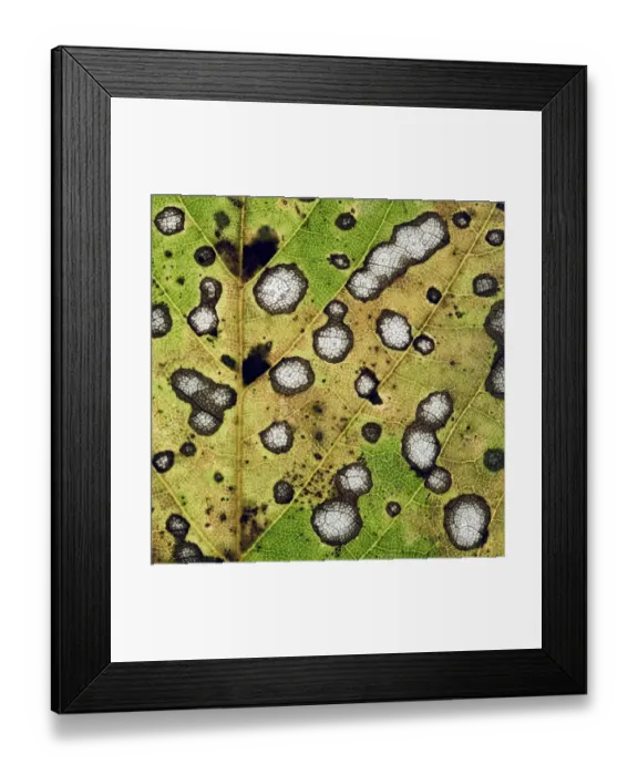 Framed Print : Close up of decaying Sycamore leaf (Acer pseudoplatanus) Devon, England, November 2008 Framed Print : Close up of decaying Sycamore leaf (Acer pseudoplatanus) Devon, England, November 2008