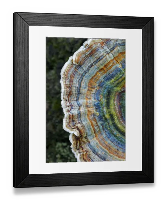 Framed Print : Colourful rings of the Many-zoned polypore (Coriolus versicolor) New Forest National Park