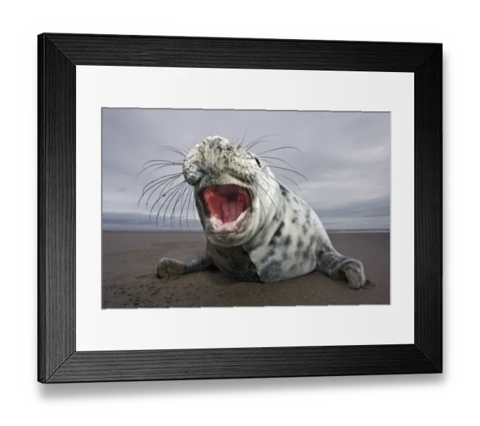 Framed Print : Curious juvenile Grey seal (Halichoerus grypus) Donna Nook, Lincolnshire, England Framed Print : Curious juvenile Grey seal (Halichoerus grypus) Donna Nook, Lincolnshire, England