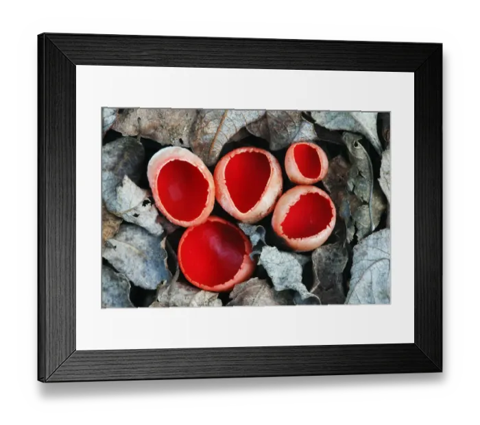 Framed Print : Scarlet elf cup fungus (Sarcoscypha coccinea) growing on decaying alder branch in leaf litter Framed Print : Scarlet elf cup fungus (Sarcoscypha coccinea) growing on decaying alder branch in leaf litter