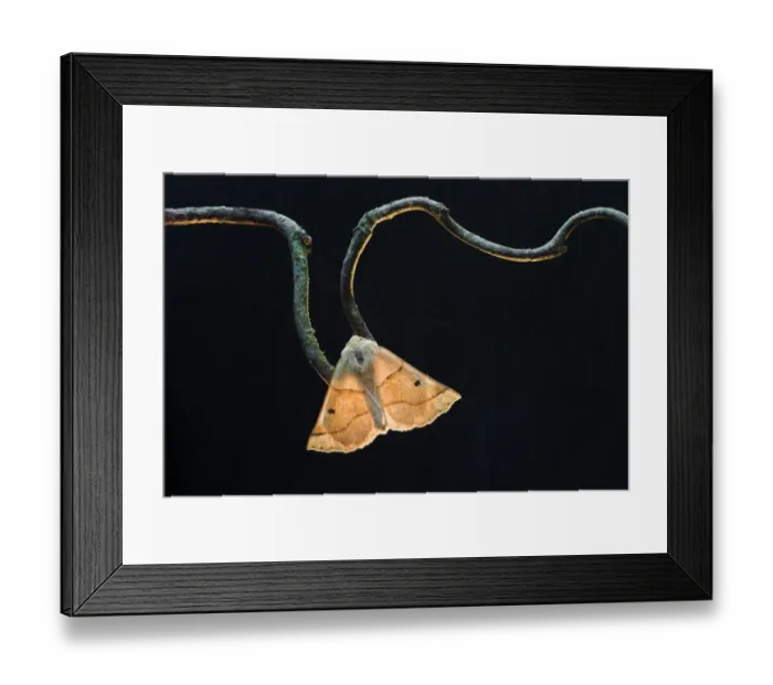 Framed Print : Scalloped oak moth (Crocallis elinguaria) on twig, Uplyme, Devon, England, July