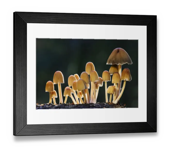 Framed Print : Glistening ink caps (Coprinus micaceus) Bolderwood, New Forest National Park, Hampshire Framed Print : Glistening ink caps (Coprinus micaceus) Bolderwood, New Forest National Park, Hampshire