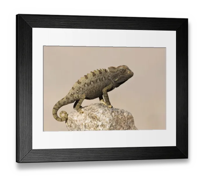 Framed Print : Namaqua chameleon (Chamaeleo namaquensis) standing on rock, Namib-Naukluft National Park Framed Print : Namaqua chameleon (Chamaeleo namaquensis) standing on rock, Namib-Naukluft National Park