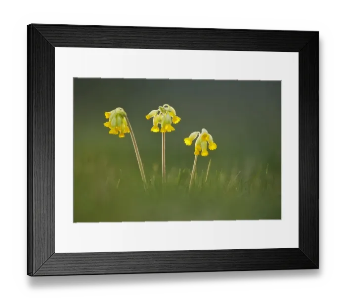 Framed Print : Cowslip flowers (Primula veris), Catcott SWT reserve, Somerset Levels, England, UK, April Framed Print : Cowslip flowers (Primula veris), Catcott SWT reserve, Somerset Levels, England, UK, April
