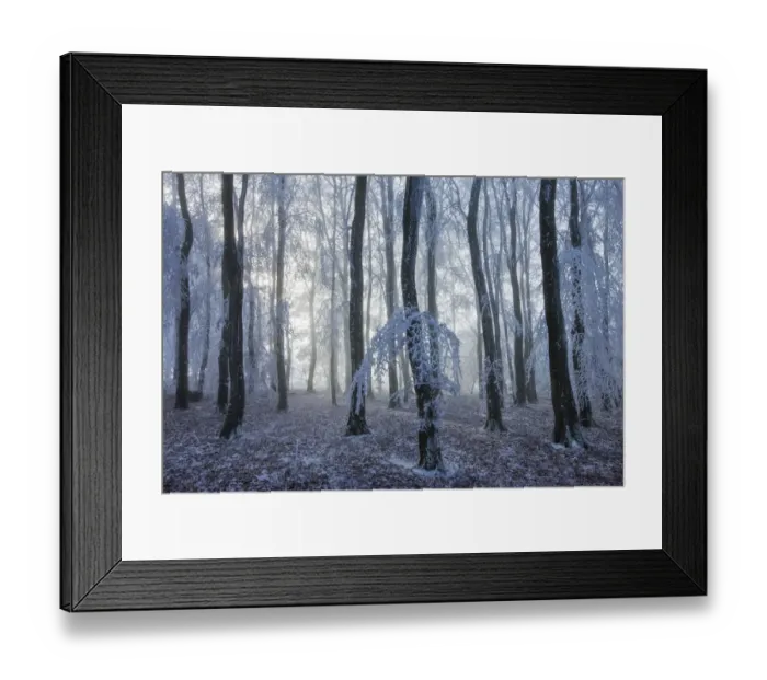 Framed Print : Beech (Fagus sylvatica) woodland trees covered with hoar frost. West Woods, Compton Abbas Framed Print : Beech (Fagus sylvatica) woodland trees covered with hoar frost. West Woods, Compton Abbas