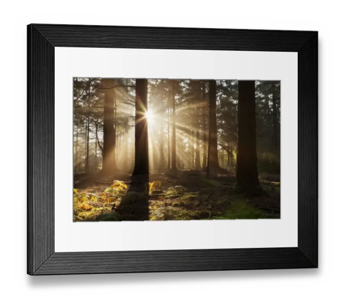 Framed Print : Dawn in Bolderwood with mist and rays of sunlight. New Forest National Park, Hampshire