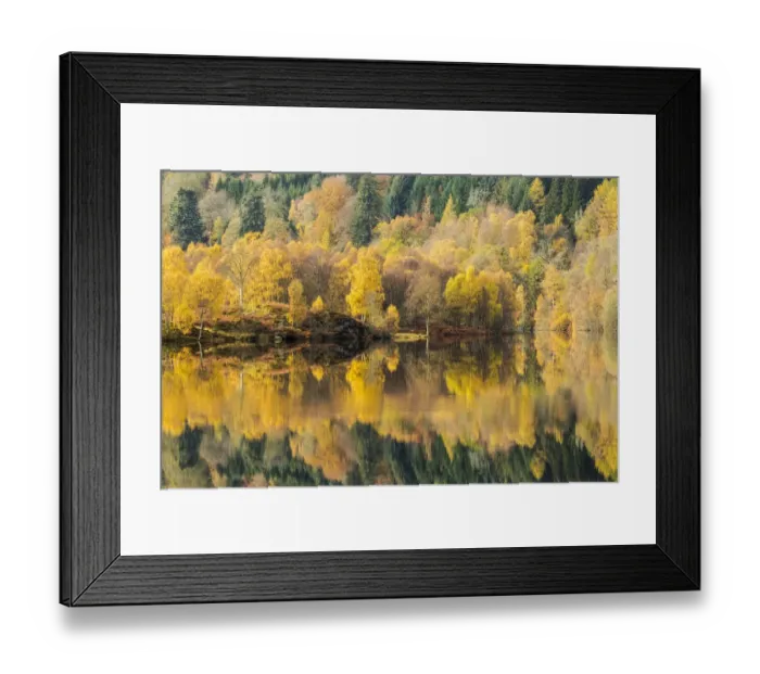 Framed Print : Trees reflected in Loch Tummel, Perthshire, Scotland, UK. October, 2014 Framed Print : Trees reflected in Loch Tummel, Perthshire, Scotland, UK. October, 2014