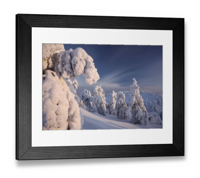 Framed Print : Snow covered conifers, Ruka, Kuusamo, Finland, February 2007 Framed Print : Snow covered conifers, Ruka, Kuusamo, Finland, February 2007