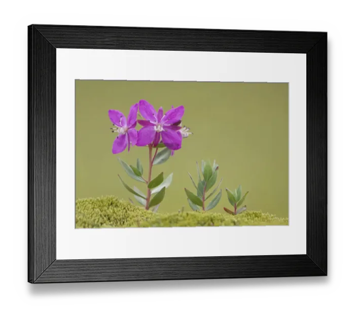 Framed Print : Arctic River beauty (Chamerion latifolium) flowering, Landmannalauger, Iceland, June Framed Print : Arctic River beauty (Chamerion latifolium) flowering, Landmannalauger, Iceland, June