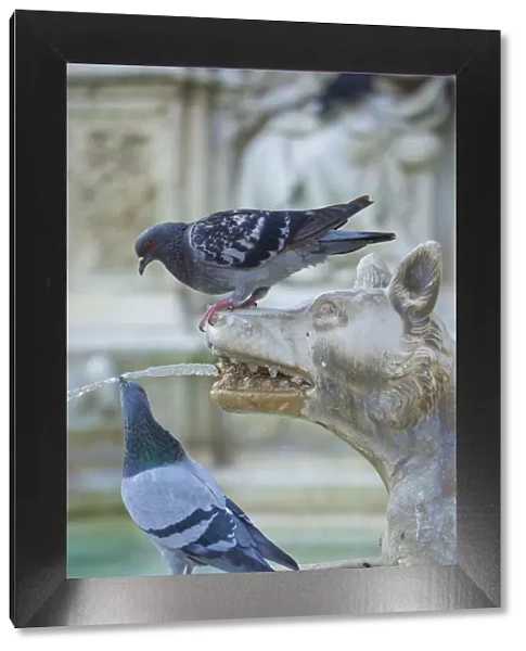 Feral Pigeon (Columba livia) drinking from Fonte Gaia (Fountain of Joy). Piazza del Campo