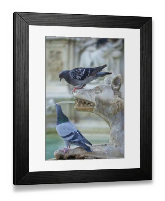 Framed Print : Feral Pigeon (Columba livia) drinking from Fonte Gaia (Fountain of Joy). Piazza del Campo Framed Print : Feral Pigeon (Columba livia) drinking from Fonte Gaia (Fountain of Joy). Piazza del Campo