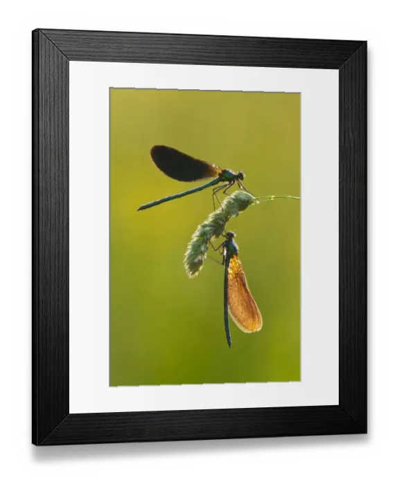 Framed Print : Two Beautiful demoiselles (Calopteryx virgo), River Char, Charmouth, Dorset, England, UK, June Framed Print : Two Beautiful demoiselles (Calopteryx virgo), River Char, Charmouth, Dorset, England, UK, June