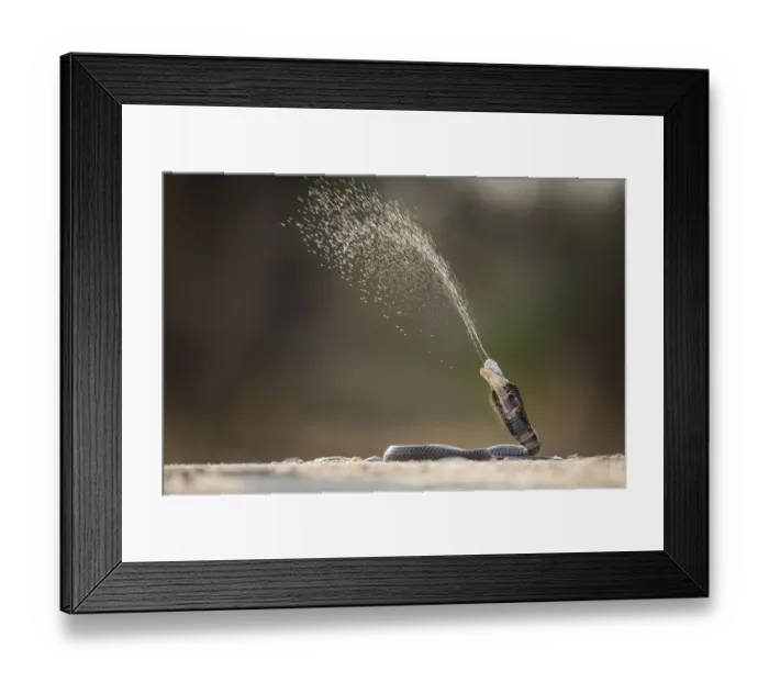Framed Print : Mozambique Spitting Cobra (Naja mossambica) ejecting venom Kruger, South Africa Framed Print : Mozambique Spitting Cobra (Naja mossambica) ejecting venom Kruger, South Africa