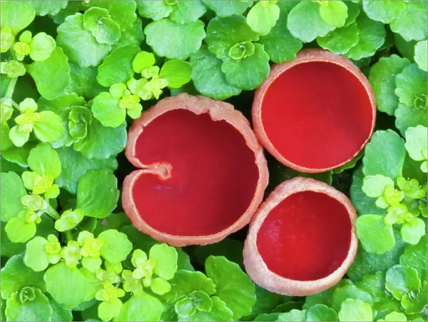 Scarlet elf cup fungi (Sarcoscypha coccinea), Uplyme, Devon, England, UK