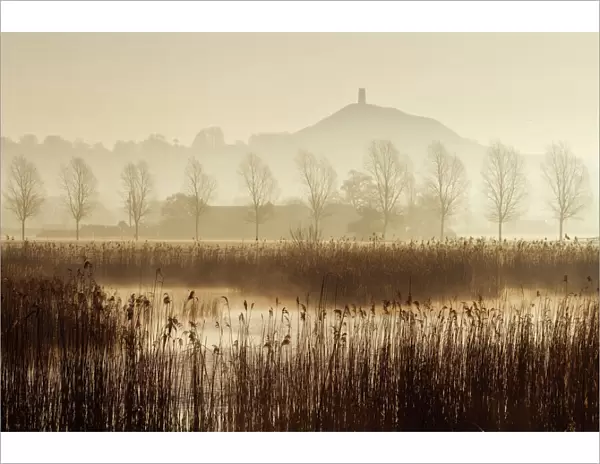 View towards Glastonbury Tor over reedbeds at dawn, Somerset, England, UK, March