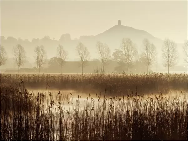 View towards Glastonbury Tor over reedbeds at dawn, Somerset, England, UK, March