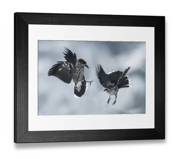 Framed Print : Spotted nutcrackers (Nucifraga caryocatactes) fighting in snow, Vitosha Mountain