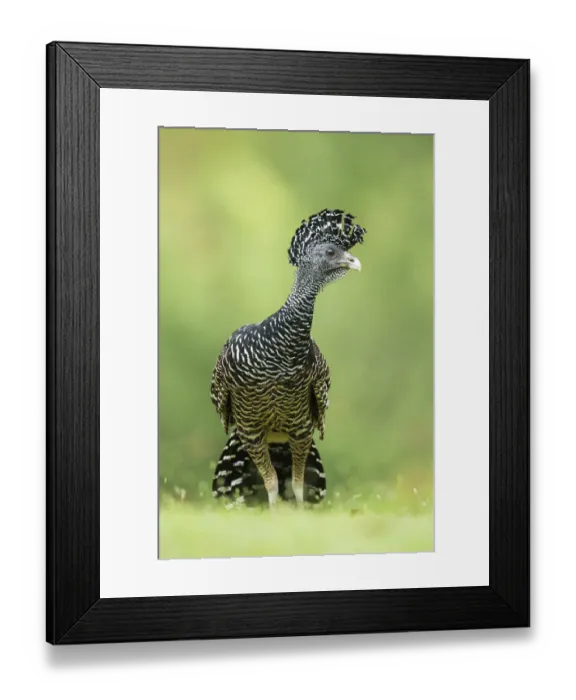 Framed Print : Great curassow (Crax rubra), Costa Rica Framed Print : Great curassow (Crax rubra), Costa Rica