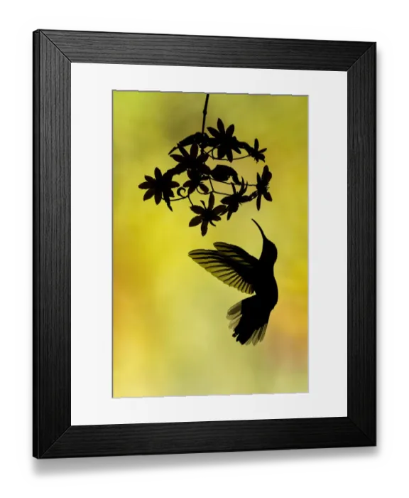 Framed Print : Violet sabrewing (Campylopterus hemileucurus) Costa Rica Framed Print : Violet sabrewing (Campylopterus hemileucurus) Costa Rica