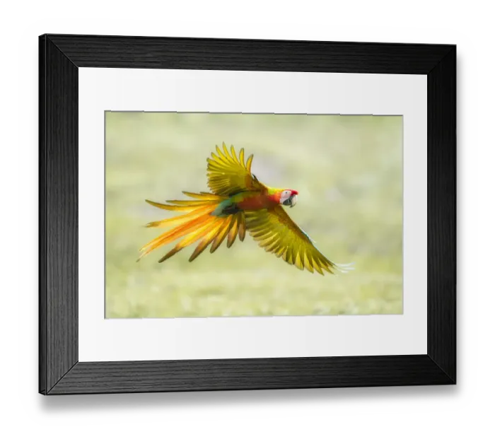 Framed Print : Wild Buffons macaw x Scarlet macaw (Ara ambiguus x Ara macao) hybrid, Costa Rica Framed Print : Wild Buffons macaw x Scarlet macaw (Ara ambiguus x Ara macao) hybrid, Costa Rica