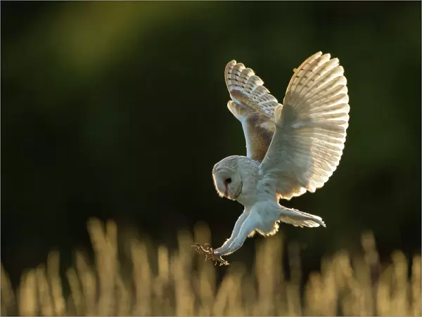 Barn owl (Tyto alba) in flight, hunting, Hampshire, England, UK. Captive
