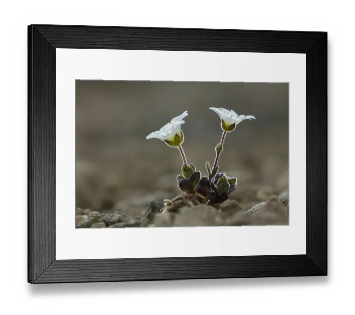 Framed Print : Shetland Mouse-eared chickweed (Cerastium nigrescens), Keen of Hamar National Nature Reserve Framed Print : Shetland Mouse-eared chickweed (Cerastium nigrescens), Keen of Hamar National Nature Reserve