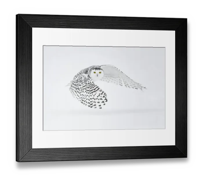 Framed Print : Snowy owl (Bubo scandiacus) in flight, Ontario, Canada, January Framed Print : Snowy owl (Bubo scandiacus) in flight, Ontario, Canada, January