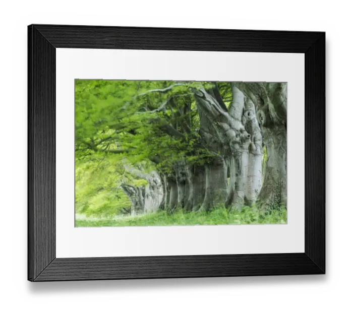 Framed Print : Beech (Fagus sylvatica) avenue, Kingston Lacy, Wimborne, Dorset, England, UK. May 2013 Framed Print : Beech (Fagus sylvatica) avenue, Kingston Lacy, Wimborne, Dorset, England, UK. May 2013