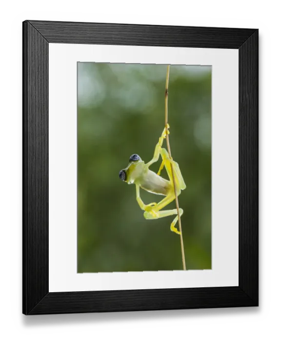 Framed Print : Ghost glass frog (Sachatamia ilex), Costa Rica Framed Print : Ghost glass frog (Sachatamia ilex), Costa Rica