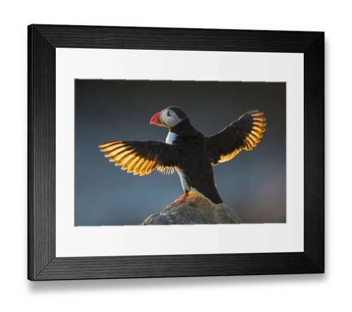 Framed Print : Puffin (Fratercula arctica) wings spread backlit, Great Saltee Island, County Wexford