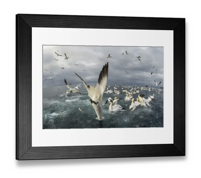 Framed Print : Northern gannet (Morus bassanus), Feeding frenzy, Noss NNR, Shetland, Scotland, UK Framed Print : Northern gannet (Morus bassanus), Feeding frenzy, Noss NNR, Shetland, Scotland, UK