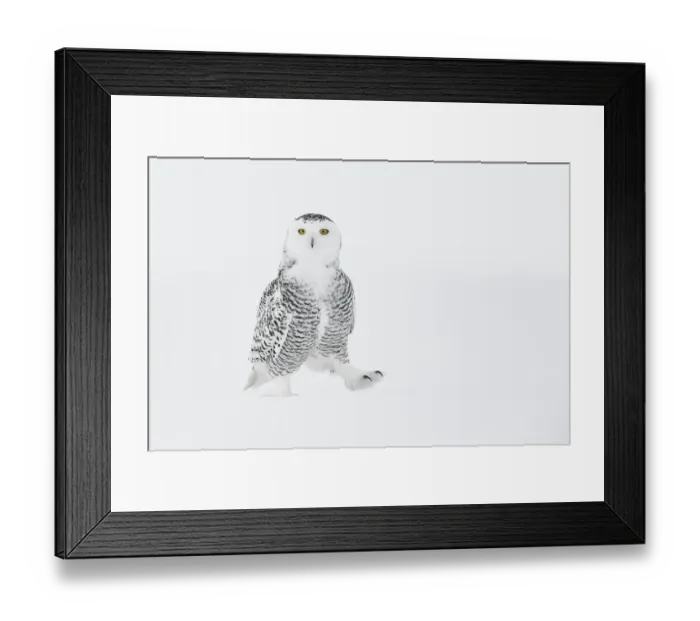 Framed Print : Snowy owl (Bubo scandiacus) walking on ground in snow, one foot raised, Ontario, Canada, January Framed Print : Snowy owl (Bubo scandiacus) walking on ground in snow, one foot raised, Ontario, Canada, January