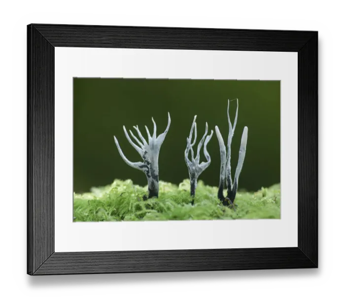 Framed Print : Candle-snuff fungus (Xylaria hypoxylon), New Forest National Park, Hampshire, England, UK Framed Print : Candle-snuff fungus (Xylaria hypoxylon), New Forest National Park, Hampshire, England, UK