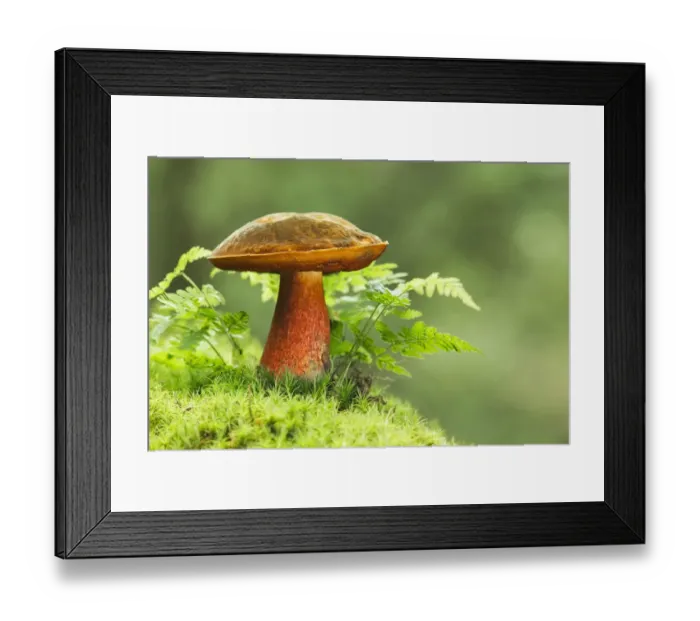 Framed Print : Scarletina bolete (Boletus luridiformis) toadstool, New Forest National Park, Hampshire Framed Print : Scarletina bolete (Boletus luridiformis) toadstool, New Forest National Park, Hampshire