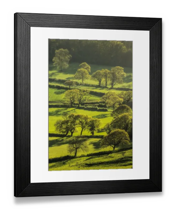 Framed Print : Trees and hedgerows with new foliage, view from Eggardon Hill, Bridport, Dorset, England, UK Framed Print : Trees and hedgerows with new foliage, view from Eggardon Hill, Bridport, Dorset, England, UK