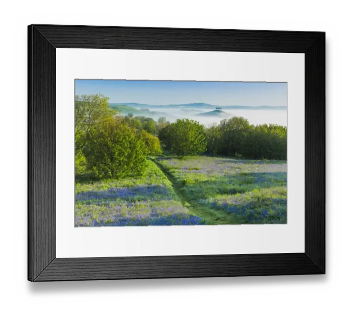 Framed Print : Bluebells (Hyacinthoides non-scripta) on Eype Down with Colmers Hill in background Framed Print : Bluebells (Hyacinthoides non-scripta) on Eype Down with Colmers Hill in background