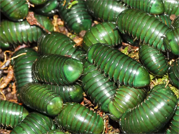 Madagascar green-emerald giant pill millipedes (Zoosphaerium neptunus) Andasibe-Mantadia