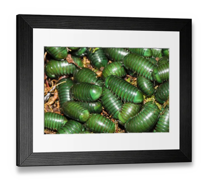 Framed Print : Madagascar green-emerald giant pill millipedes (Zoosphaerium neptunus) Andasibe-Mantadia Framed Print : Madagascar green-emerald giant pill millipedes (Zoosphaerium neptunus) Andasibe-Mantadia