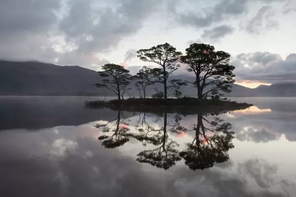 Scots pine (Pinus sylvestris) trees reflected in Loch Maree at sunrise with Slioch in background
