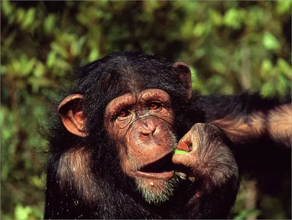 Chimpanzee orphan Sophie eating fruit (Pan troglodytes) Sweetwaters Chimpanzee Sanctuary