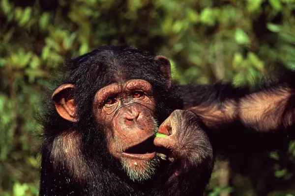 Chimpanzee orphan Sophie eating fruit (Pan troglodytes) Sweetwaters Chimpanzee Sanctuary