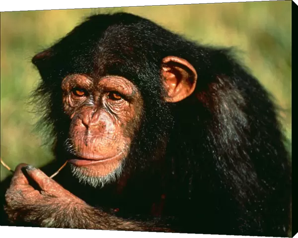 Chimpanzee (Pan troglodytes) portrait of orphaned juvenile Sophie, sucking piece of grass