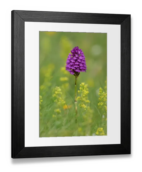Framed Print : Pyramidal orchid {Anacamptis pyramidalis} Cruit Island Co. Donegal, Republic of Ireland Framed Print : Pyramidal orchid {Anacamptis pyramidalis} Cruit Island Co. Donegal, Republic of Ireland