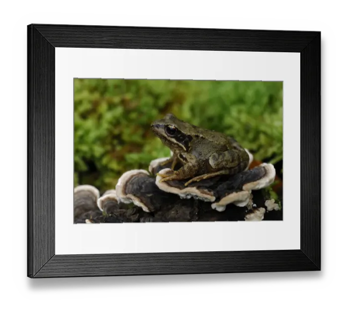 Framed Print : Common frog {Rana temporaria} sitting on fungi on fallen branch, County Fermanagh Framed Print : Common frog {Rana temporaria} sitting on fungi on fallen branch, County Fermanagh