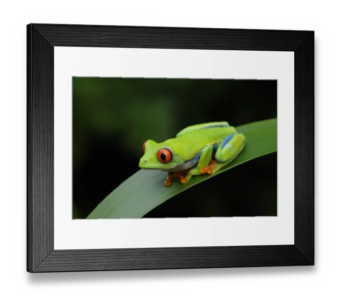 Framed Print : Red-eyed tree frog {Agalychnis callidryas} resting on leaf, Nicaragua, June Framed Print : Red-eyed tree frog {Agalychnis callidryas} resting on leaf, Nicaragua, June