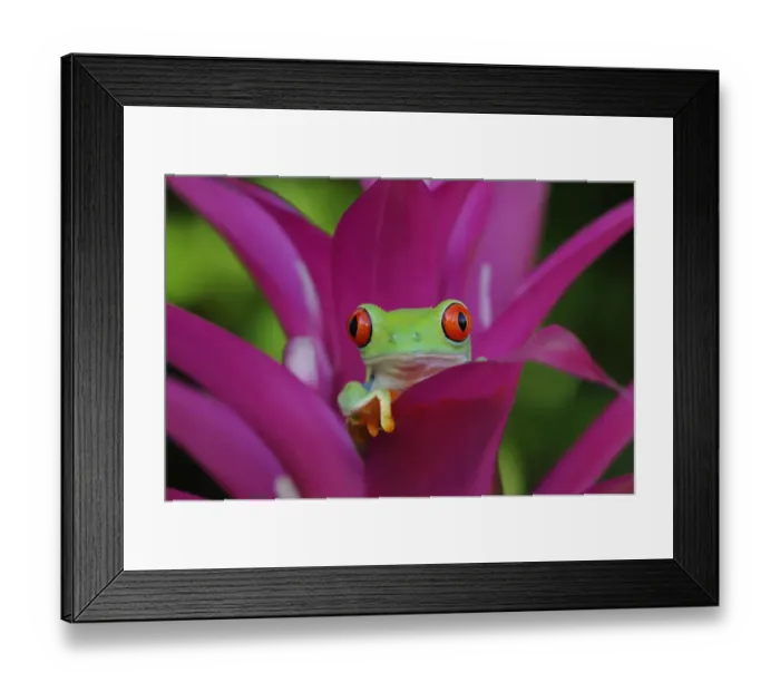 Framed Print : Red-eyed tree frog {Agalychnis callidryas} resting in Bromeliad flower, Nicaragua, June Framed Print : Red-eyed tree frog {Agalychnis callidryas} resting in Bromeliad flower, Nicaragua, June