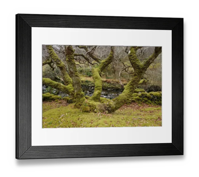Framed Print : Coppiced oak tree covered in moss, Dernasliggaun, West of Leenaun, County Mayo, Republic of Ireland Framed Print : Coppiced oak tree covered in moss, Dernasliggaun, West of Leenaun, County Mayo, Republic of Ireland
