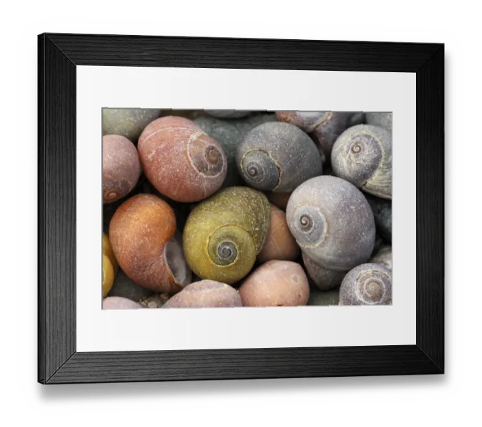 Framed Print : Smooth / Flat periwinkle {Littorina littoralis} shells, UK Framed Print : Smooth / Flat periwinkle {Littorina littoralis} shells, UK