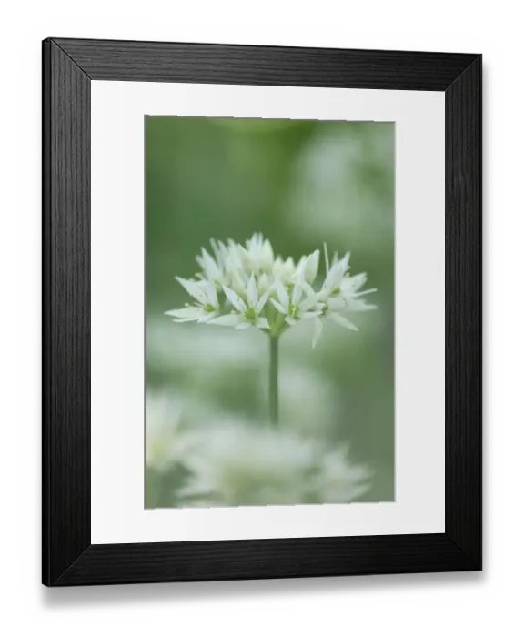 Framed Print : Wild garlic {Allium ursinum} flowers, County Antrim, Northern Ireland, UK Framed Print : Wild garlic {Allium ursinum} flowers, County Antrim, Northern Ireland, UK